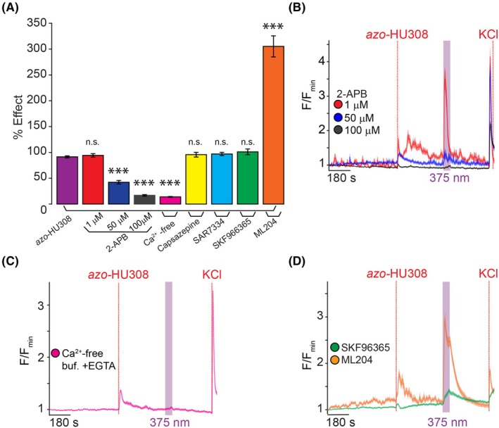 Azo‐HU308's effect on Ca2+ is modulated by pharmacological inhibitors of TRP channels. INS‐1 cells were transfected with R‐GECO and Ca2+ levels recorded by confocal microscopy. Azo‐HU308 (20 μm) was applied in conjunction with various antagonists. (A) Summary bar graph showing a dose‐responsive photoswitching effect on Ca2+ with 2‐APB at different concentrations (1 μm; N = 100, T = 2), (50 μm; N = 93, T = 2), and (100 μm; N = 96, T = 2), and the response was completely abolished by the removal of extracellular Ca2+ using EGTA (0.1 mm) in the buffer (N = 200, T = 4). The TRPV1 blocker Capsazepine (5 μm; N = 119, T = 2), TRPC6 blocker SAR7334 (20 μm; N = 164, T = 3), broadband TRPC blocker SKF963665 (20 μm; N = 151, T = 3), and TRPC4 blocker ML204 (100 μm; N = 133, T = 3) failed to prevent the photoswitching effect. (B) Averaged Ca2+ traces showing dose‐dependent inhibition of photoswitching response with 2‐APB at 1 μm (red), 50 μm (blue), and 100 μm (black). (C) Averaged Ca2+ trace showing that the photoswitching effect requires an extracellular source of Ca2+ (magenta), as azo‐HU308 photoswitching had no effect in the presence of EGTA. (D) Averaged Ca2+ traces showing the effect of SKF96365 (green); and that ML204 (orange) potentiated photoswitching. Error bars = mean ± SEM. *P < 0.05, **P < 0.01, ***P < 0.001, ns, not significant. Student's t‐test.