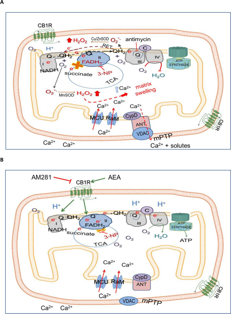 Schematic representation of the effects of the neurotoxin 3-nitropropionic acid (3-NP), the endocannabinoid anandamide (AEA), and the selective antagonist of cannabinoid receptor 1 AM281, in mitochondria isolated from the rat brain