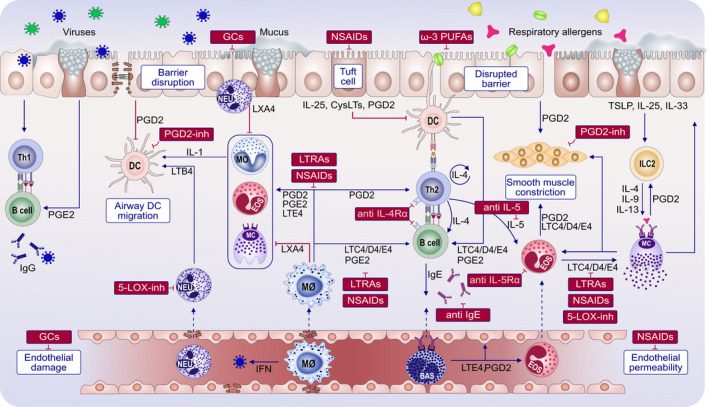 Eicosanoid pathways in viral infections and allergic inflammation of the respiratory airways are affected by several groups of medications. Eicosanoids are important immune mediators coordinating the inflammatory response to viral infections and allergen challenges between bronchial epithelial cells, airway‐resident and airway‐infiltrating immune cells. Several groups of drugs used in the treatment of allergic diseases and respiratory tract infections interfere with eicosanoid production and signaling pathways. Glucocorticoids (GCs) reduce the activity of phospholipase A2 (PLA2) and COX‐2, therefore restricting both the upstream substrate for eicosanoid production and subsequent enzyme. NSAIDs block COX‐1‐ and COX‐2‐mediated synthesis of prostaglandins by both bronchial epithelial cells and immune cells. This reduces tissue inflammation and alleviates the symptoms of infection, but at the same time affects the antiviral response. LTRAs block eicosanoid leukotriene signaling at the receptor level, reducing activation of granulocytes. Biologicals used in the treatment of allergic diseases (anti‐IL‐5, anti‐IL‐5Rα, anti‐IL‐4Rα, and anti‐IgE) interfere with the eicosanoid signaling in a non‐direct manner, by preventing undue activation of eosinophils and Th2 cells, as well as degranulation of basophils and mast cells. BAS—basophil; COX‐1—cyclooxygenase 1; CysLTs—cysteinyl leukotrienes; DC—dendritic cell; EOS—eosinophil; GCs—glucocorticoids; IFN—interferon; IL—interleukin; LOX—lipoxygenase; LTE4—leukotriene E4; LTRA—leukotriene receptor antagonists; LXA4—lipoxin A4; MC—mast cell; MO—monocyte; Mθ—macrophage; NEU—neutrophil; NSAIDs—non‐steroidal anti‐inflammatory drugs; PLA2—phospholipase A2; PGD2—prostaglandin D2; PGE2—prostaglandin E2; PGD2‐inh—prostaglandin D2 inhibitors; PUFA—polyunsaturated fatty acids; and TSLP—thymic stromal lymphopoietin