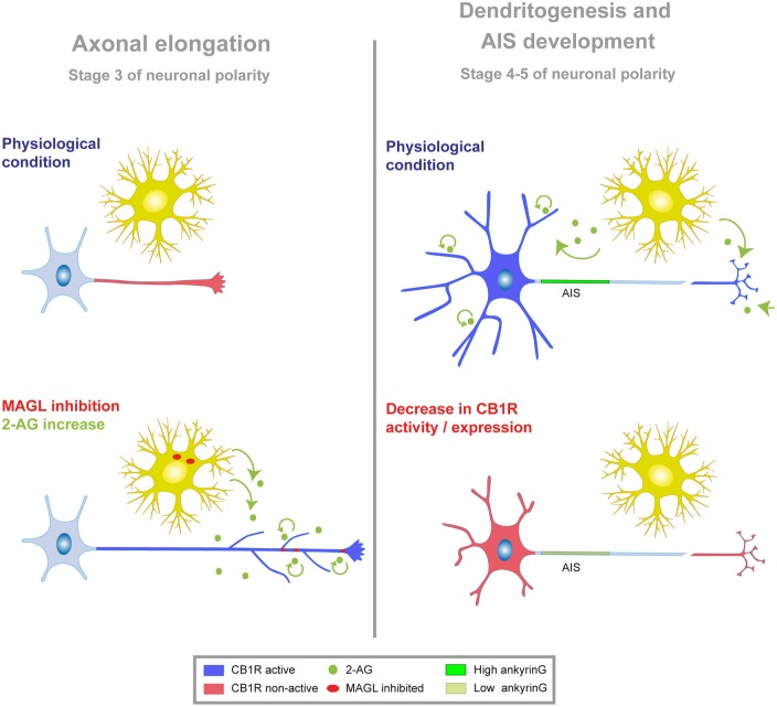 Model of CB1R modulation of neuronal morphology and AIS. Schematic showing the functional implication of CB1R activity at different stages of neuronal development in vitro. Neuronal developmental stages 1–5 have been defined previously by Dotti et al. (1988). Stage 3 is characterized by axonal polarization and elongation, while dendritogenesis and AIS development occurs from stages 4–5. In both cases, figures represent the effect of CB1R inhibition or suppression at stage 1, when neurons are not yet polarized. Left, during initial stages of neuronal polarization and axonal elongation, CB1Rs display low or negligible activity (red) in the axon. Exogenous or endogenous increase of 2-AG level (through MAGL inhibition, red dots; or exogenous application, green dots) promotes axonal elongation and branching through CB1R activation (blue). Evidence so far suggests that endogenous 2-AG may come from glial or neuronal cells. Right, at later stages of neuronal development (stages 4–5), CB1R activity (blue) in the dendrites and/or in the axons terminals and synapses contributes to dendritic and AIS development. Reducing CB1R activity or expression (red) impedes dendritic growth and reduces ankyrinG levels in the AIS.