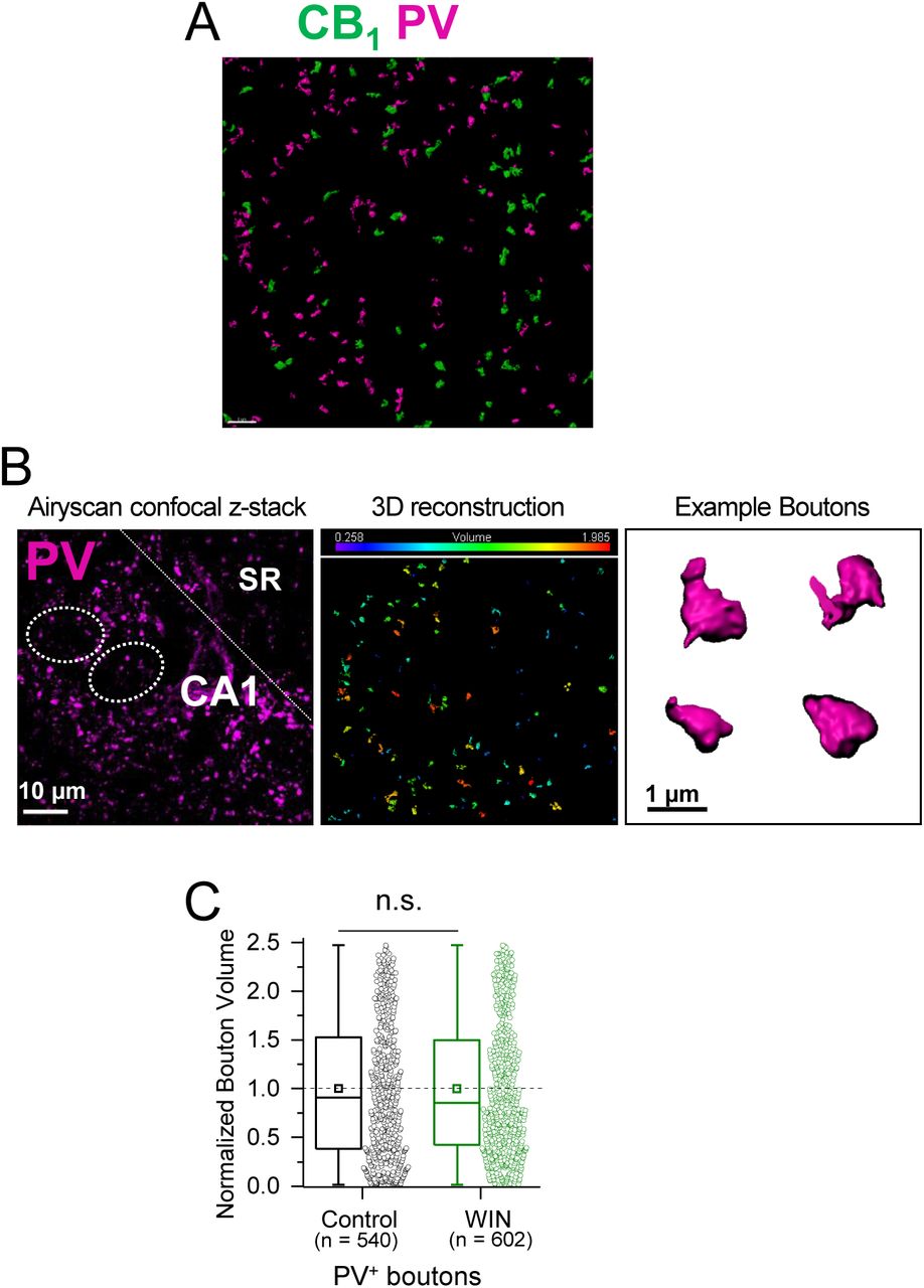 A. Representative widefield confocal maximum projection of CA1 pyramidal layer showing PV and CB1+ boutons.B. Left, representative widefield confocal z-stack of CA1 pyramidal layer and 3D Imaris reconstruction of CB1+ boutons. Dotted lines indicate location of putative pyramidal cell somas. Center, volume of individual boutons was quantified using dense PV immunolabeling of inhibitory interneuron terminals. Right, representative single boutons reconstructed in 3D.C. Quantification of bouton volume normalized to control. Activation of CB1 receptors with WIN (5 µM, 25 min) resulted in no change in PV bouton volume. Control: 1.0 ± 0.03 v. WIN: 0.99 ± 0.03, U = 161715.5, Z = −0.148, n.s. indicates not significantly different, Mann-Whitney, n = number of PV+ boutons (2 images/ slice, 2 slices/rat, 5 rats/condition). Data are presented as box plots (left) and data points (right) where box represents the 25th and 75th percentile of data range, mean is represented with a square, and median with a line inside the box. Minimum and maximum of data are given by the capped line.