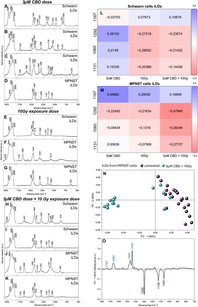 Raman spectra of iLDs from Schwann and MPNST cells following treatment with 3 µM cannabidiol (CBD), 10 Gy irradiation, or combined CBD and irradiation (A–K). Heatmaps show treatment-dependent changes in selected Raman bands associated with lipid chain conformation and packing in Schwann cell–derived (L) and MPNST-derived (M) iLDs. Principal component analysis (PCA) of selected MPNST iLD spectra (N) reveals clear separation between untreated and combined treatment conditions along PC1 (52% variance), with corresponding loadings (O) indicating coordinated remodeling of lipid droplet composition and acyl chain organization.