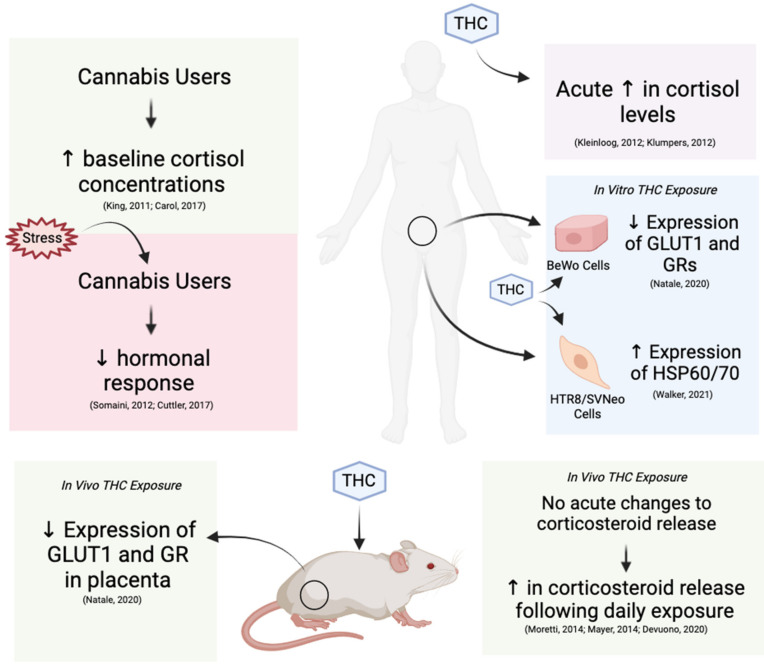 Systemic, cellular, and molecular changes to glucocorticoid and glucocorticoid receptors following THC exposure in humans and mice. Chronic cannabis usage in humans increases baseline cortisol levels and decreases reactivity to stress. Both humans and mice experience an increase in glucocorticoid levels following THC exposure. Decreased expression of GLUT1 and GRs have been observed in both species in response to THC.
