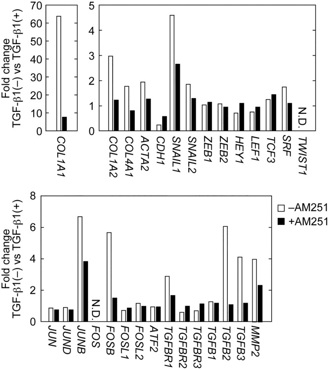 AM251 reverses TGF-β1-induced changes in expression of EMT-related genes.RPTEC cells were incubated with or without 2 ng/ml TGF-β1 in the presence or absence of 10 μM AM251 for 24 h. Total RNA was isolated from three independent samples, pooled, and subjected to microarray analyses. Values represent gene expression changes upon treatment with TGF-β1. N.D., not detected.