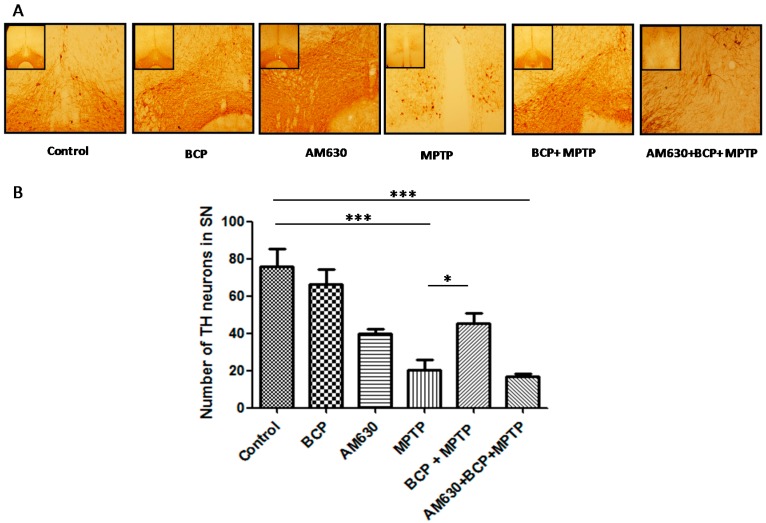 BCP treatment attenuates the MPTP-induced nigrostriatal dopaminergic neuronal damage. C57BL/6 mice were treated with MPTP for 5 days (30 mg/kg, i.p.). The mice were sacrificed on the 3rd day after MPTP injection after being subjected to behavioural tests. Photomicrographs of representative SN (A) sections stained with an antibody against TH. Reduced activity of TH-neurons was observed in the MPTP-treated mice, which was partially prevented by treatment with BCP. The number of TH-positive neurons in the SN (B) was expressed as the mean ± SEM of six individual experiments. *** p < 0.001, CTL vs. MPTP treatment. * p < 0.05, MPTP treatment vs. BCP + MPTP treatment. *** p < 0.001, CTL vs. AM630 + BCP + MPTP treatment.