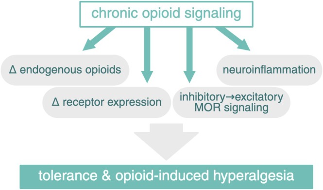 Chronic opioid signaling. Chronic opioid signaling can lead to changes in endogenous opioids, altered receptor expression, neuroinflammation, and a shift from inhibitory to excitatory MOR signaling, leading to tolerance and opioid‐induced hyperalgesia. MOR, μ‐opioid receptor. Created in BioRender. van Strien, W. (2025), https://BioRender.com/szjn7pr.