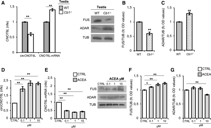 CB1 involvement in circCNOT6L biogenesis in testis. qRT-PCR detection of circCNOT6L and CNOT6L-mRNA expression levels (A); immunoblots and quantification of FUS (B) and ADAR (C) proteins in testis of WT and Cb1−/− adult mice (n = 3 mice in triplicate for each group). qRT-PCR detection of circCNOT6L (D), CNOT6L-mRNA (E) expression levels and immunoblots and quantification of FUS (F) and ADAR (G) proteins in testis of WT mice in vitro treated with vehicle (CTRL) or ACEA at different concentrations: 0, 1–1–10 µM (n = 3 different testes in triplicate for each experimental group). In (A), (D) and (E), data are reported as mean value of nfe ± SEM, using Actin as endogenous control, while in (B), (C), (F) and (G), FUS and ADAR amount was quantified by densitometry analysis, normalized against Tubulin (TUB) signals, expressed as fc of OD values and reported as mean value ± SEM. **P < 0.01