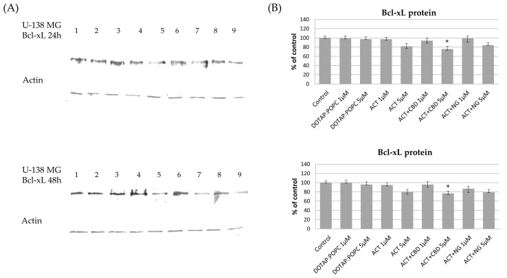 The impact of the nanoformulations on the level of Bcl-xL protein in U-138 MG cells. Panel (A) presents the representative immunoblots for the analysis of Bcl-xL protein. Panel (B) shows the densitometric analysis of Western blot results, which shows relative protein expression levels normalized to the control group. Data are presented as mean ± SEM from three independent experiments, expressed as fold change versus control. Statistical significance was assessed using Dunnett’s multiple comparisons test (* p < 0.05).