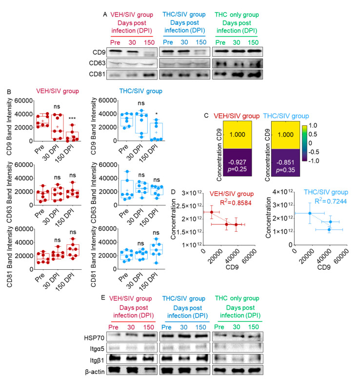SIV infection and THC treatment of RMs induced changes in BEV-associated tetraspanins and other proteins: Western blot analysis of BEV markers—CD9, CD63, CD81—for (A) pooled BEV samples. (B) Densitometry of BEV markers for pre-SIV, 30 and 150 DPI for individual BEV samples of the VEH/SIV and THC/SIV groups (Figure S8). Ordinary one-way ANOVA (Brown–Forsythe and Bartlett tests, with Sidak’s multiple comparisons test) was used to determine the statistical significance within the group. *** p < 0.005, * p < 0.05, and ns = non-significant. (C) Pearson correlation analysis and (D) linear correlation analysis between BEV-associated CD9 and BEV concentration for the two groups. Scale bar represents the power of correlation between factors; a higher value represents higher correlation. (E) Western blot of HSP70, integrin protein and β-actin levels in pooled BEV samples.