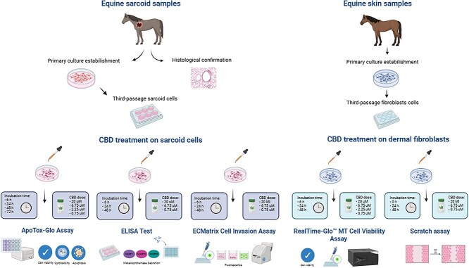 Graphical abstract illustrating the experimental design.