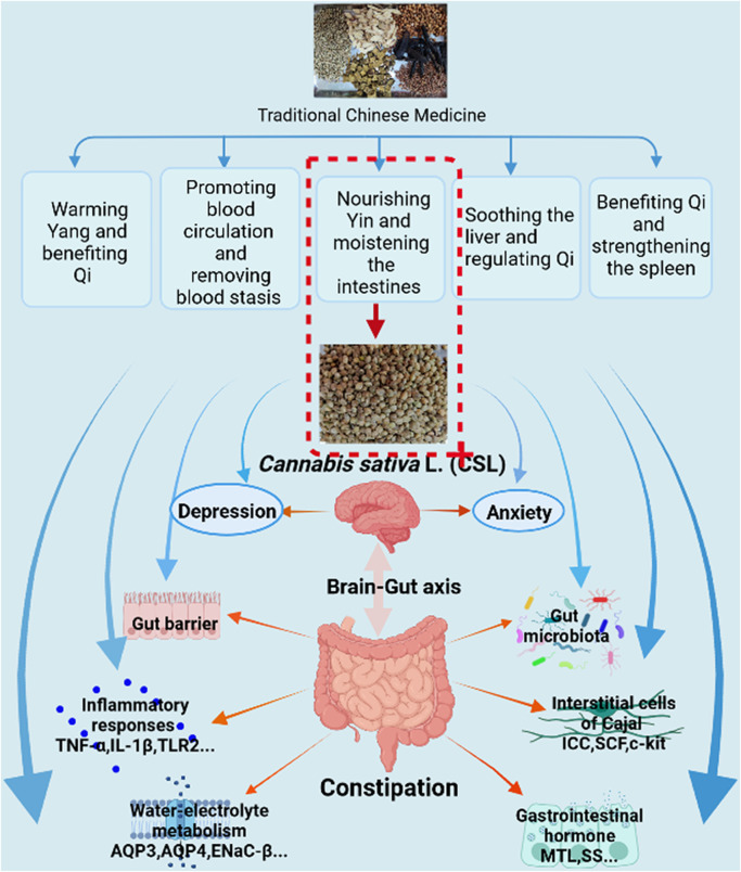 Possible underlying mechanism of Cannabis sativa L. for constipation treatment. The figure was made using BioRender (https://biorender.com).