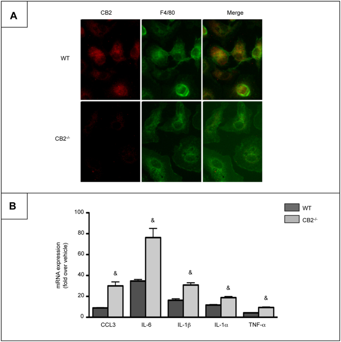 Macrophages from CB2Mye−/− mice display enhanced pro-inflammatory properties.(A) Representative images of CB2 (red) and F4/80 (green) labeling in peritoneal macrophages isolated from WT and CB2Mye−/− mice (original magnification x400). (B) mRNA expression of CCL3, IL-6, IL-1β, IL-1α and TNF-α in Kupffer cells isolated from WT and CB2Mye−/− mice and exposed to 1 ng/ml of LPS for 6 hours. Data are mean ± SEM of 5–10 samples per condition. & p < 0.05 for WT vs CB2Mye−/− mice.