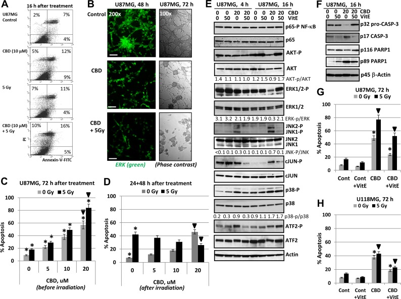 Regulation of cannabidiol (CBD)- induced apoptosis in human U87MG glioblastoma cells(A) Annexin-V-FITC and PI staining of U87MG glioblastoma cells 16 h after treatment by CBD and γ-irradiation (5 Gy) alone or in combination was performed with the subsequent FACS analysis. (B) Immunostaining of total ERK (48 h) and phase-contrast microscopy of U87MG cells 48 h (72 h) after indicated treatment. Typical images are shown. Bar = 50 μm. (C) Dose-dependent effect of co-treatment by CBD on radiation-induced apoptosis (5 Gy) in U87MG glioblastoma cells. CBD in DMSO solution was added 30 min before irradiation. Cell cycle-apoptosis analysis was performed using PI staining of DNA and flow cytometry. Pooled results of four independent experiments are shown 72 h after treatment. Error bars represent means ± S.D. (p < 0.05, Student’s t-test). Stars indicate a significant difference between non-irradiated and irradiated cells; arrows indicate a significant effect after combined treatment with CBD (20 µM) and γ-irradiation (5 Gy). (D) U87MG cells were first irradiated at 5 Gy; 16 h after irradiation CBD and DMSO were added for an additional 48 h. Stars indicate a significant difference between non-irradiated and irradiated cells; black arrows indicate a significant negative effect after combined treatment with CBD (20 µM) and γ-irradiation (5 Gy). (E, F) Effect of antioxidant Vitamin E (50 µM) on CBD-induced signaling in U87MG cells 4,16 and 48 h after CBD treatments; Vitamin E (VitE) in ethanol was added 15 min before CBD. Western blot analysis was performed using the standard procedures. (G, H) Effects of VitE (50 µM) on apoptosis induced by CBD or combined treatment of CBD and γ-irradiation in U87MG and U118MG cells. Stars indicate a significant down-regulation of CBD-induced apoptosis in the presence of Vitamin E (50 µM); arrows indicate a significant down-regulation of apoptosis after combined treatment with CBD (20 µM) and γ-irradiation (5 Gy) in the presence of VitE.