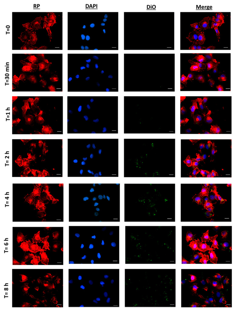 Fluorescence microscopy of SKOV-3 cells incubated with DiO-NPs (at a concentration of 1mg/mL) for 30 min to 8 h. Red images indicate cell cytoskeleton staining (red phalloidin, RP). Blue images indicate nucleus staining (DAPI). Green colour shows DiO-NPs. Uptake experiments were performed in triplicate (n = 3). Scale bar: 20 µm.