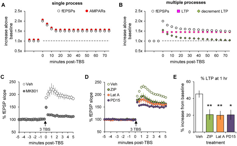 Figure containing five panels illustrating electrophysiological data: Panel A shows a line graph comparing fEPSPs and AMPARs over time post-TBS with overlapping data points. Panel B depicts fEPSPs, LTP, and decrement LTP after TBS in a similar time course. Panels C and D show line graphs of percent fEPSP slope following TBS with various drug treatments compared to vehicle controls; Panel C compares Veh and MK801, while D compares Veh, ZIP, Lat A, and PD15. Panel E presents a bar graph of percent LTP at one hour post-TBS for each treatment, with Veh showing the highest increase and treatments ZIP, Lat A, and PD15 significantly reduced responses. Error bars and statistical significance are indicated.