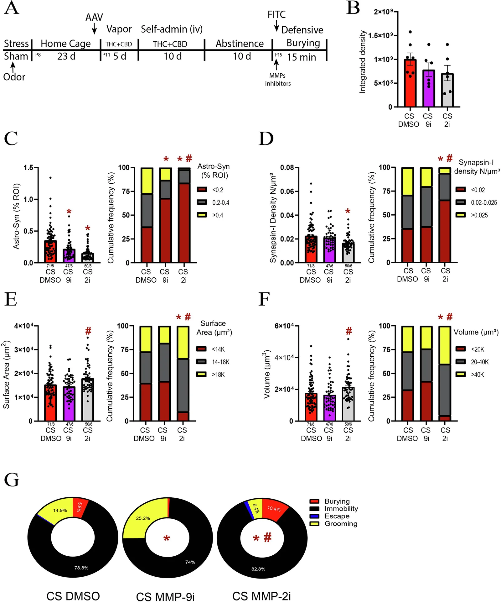 MMP-2 modulated the multipartite synaptic plasticity following THC+CBD use.A Experimental timeline outlining THC + CBD self-administration, abstinence and the defensive burying task. B MMP-2i and MMP-9i did not alter the MMP-2,9 activity. C Left panel: Both MMP-2i and MMP-9i reduced the astrocyte-Synapsin-I colocalization (X2(2) = 18.08, p < 0.0001, R2m = 0.2039). Data are shown as mean ± SEM. N shown in legend as astrocytes/animals. Right panel: MMP-9i increased the subpopulation of astrocytes located farther from Synapsin-I (X2(2) = 18.13, p = 0.0001 versus DMSO), while MMP-2i nearly eliminated astrocytes located near Synapsin-I (X2(2) = 10.51, p = 0.0052 versus MMP9i). * p < 0.05 compared to DMSO; # p < 0.05 comparing 9i to 2i. D Left panel: MMP-2i reduced the Synapsin-I density (X2(2) = 7.58, p = 0.022, R2m = 0.08). Data are shown as mean ± SEM. N shown in legend as astrocytes/animals. Right panel: MMP-2i increased the proportion of astrocytes surrounded by low Synapsin-I density compared to DMSO (X2(2) = 24.72, p < 0.0001) and MMP-9i (X2(2) = 17.88, p = 0.0001). * p < 0.05 compared to DMSO; # p < 0.05 comparing 9i to 2i. E Left panel: MMP-2i increased astroglia surface area (Wald X2(1) = 4.79, p = 0.028, versus MMP-9i). Right panel: MMP-2i significantly reduced the proportion of astrocytes with small surface area compared to DMSO (X2(2) = 24.75, p < 0.0001). * p < 0.05 compared to DMSO; # p < 0.05 comparing 9i to 2i. F Left panel: MMP-2i increased astroglia volume (Wald X2(1) = 5.32, p = 0.021, versus MMP-9i). Data are shown as mean ± SEM. N shown in legend as astrocytes/animals. Right panel: MMP-2i nearly eliminated the proportion of small-volume astrocytes compared to DMSO (X2(2) = 23.3, p < 0.0001). * p < 0.05 compared to DMSO; # p < 0.05 comparing 9i to 2i. G Both MMP-2i (X2(2) = 10.6, p = 0.005 versus DMSO) and MMP-9i (X2(2) = 10.32, p = 0.0058 versus DMSO) changed coping responses during exposure to the stress-CS. Moreover, MMP-2i also changed the coping distribution compared to MMP-9i (X2(2) = 96.79, p < 0.0001).
