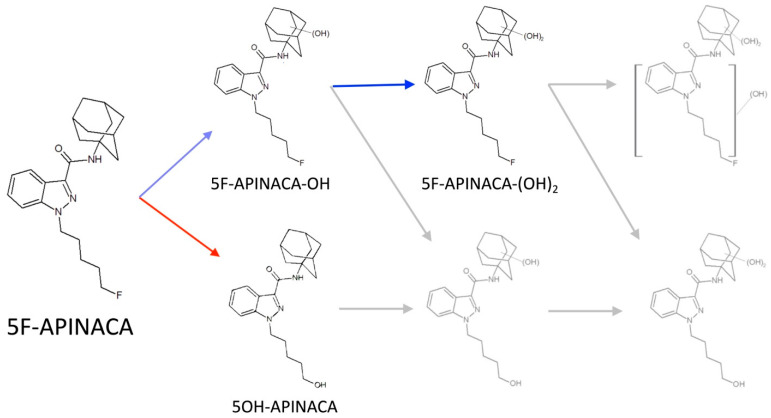 Reported competing and intersecting metabolic pathways of 5F-APINACA. Current experimental design limited metabolism to sequential oxidation of the adamantyl group (blue arrows) and the initial oxidative defluorination (red arrows), avoiding previously reported steps and higher order metabolites, shown in gray [27,28,29,30].