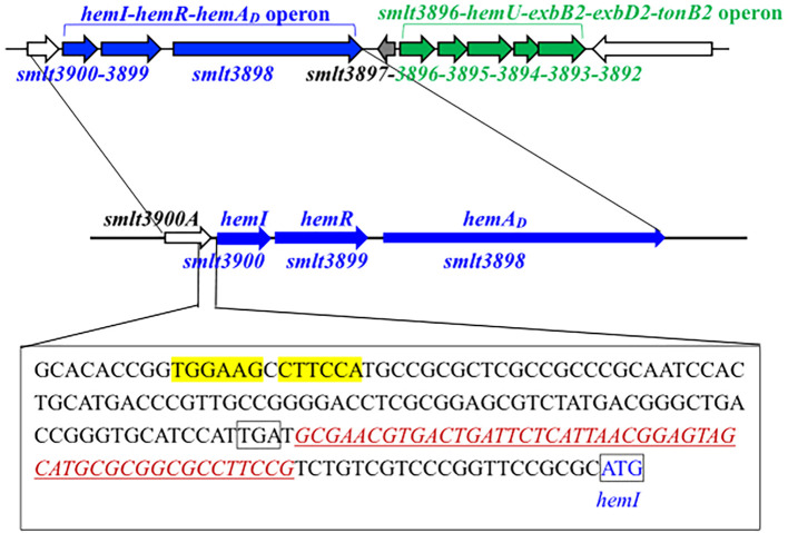 Genetic diagram depicting the hemI-hemR-hemAD operon in blue and smlt3896-hemU-exbB2-exbD2-tonB2 operon in green. The image shows gene sequences smlt3900 to smlt3892, with a detailed DNA sequence section below. Highlights include yellow for TGGAA elements and red for specific sequences with ATG marked. Labels indicate various genetic elements.