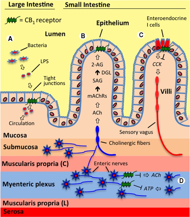 The endocannabinoid system controls a variety of gastrointestinal functions. (A) The endocannabinoid system in the large intestine is proposed to interact with gut microbiota and regulate epithelial barrier permeability. For example, activating cannabinoid type 1 receptors (CB1Rs) in mice increased circulating levels of lipopolysaccharide (LPS)—which is an endotoxin released from Gram-negative bacteria—through a proposed mechanism that includes decreased expression of the tight junction proteins, occludin and zonula occludens-1, and resulting increases in permeability.76 It is suggested that CB1Rs located in the intestinal epithelium control these processes. (B) Endocannabinoid signaling in the jejunum mucosa of the small intestine is triggered by fasting and tasting dietary fats and is proposed to be a general hunger signal that acts at local CB1Rs to inhibit satiation.42,43 The evidence suggests that during fasting, cholinergic signaling (acetylcholine, ACh)—possibly by the efferent vagus nerve—activates muscarinic acetylcholine receptors (mAChRs) in the small intestine, which, in turn, drive the conversion of the 2-arachidonoyl-sn-glycerol (2-AG) precursor, 1-stearoyl-2-arachidonoyl-sn-glycerol (SAG), into 2-AG through the activity of diacylglycerol lipase (DGL). Inhibiting subtype m3 mAChRs locally in the rat intestine blocked fasting-induced production of 2-AG in the jejunum mucosa and inhibited refeeding after a 24-h fast to the same levels as when a peripherally restricted CB1R antagonist was administered.43 (C) Endocannabinoid activity at CB1Rs located on small intestinal enteroendocrine I cells—which produce and secrete the peptide, cholecystokinin (CCK)—is suggested to promote feeding during a fast and drive the intake of fat-rich foods by inhibiting the release of CCK, which normally binds CCK receptors on the sensory vagus nerve and induces satiation after a meal.42,43 Supporting this hypothesis, the expression of CB1R mRNA on CCK-containing enteroendocrine I cells in the mouse small intestine has been reported,59 which suggests that CB1Rs in the gut mucosa control feeding by inhibiting the release of CCK and therefore indirectly modifying the activity of the sensory vagus. (D) Many studies provide evidence that CB1Rs on enteric nerves control intestinal contractility by inhibiting the release of the excitatory neurotransmitter, ACh.1 Recent studies also suggest that contractility is controlled by a dynamic interplay between the retrograde messengers, the endocannabinoids, and purines (e.g., adenosine triphosphate, ATP), which act in an opposing manner. It is proposed that the excitatory actions on contractility for ATP are mediated through increases in ACh, which are inhibited by the activation of prejunctional CB1Rs on enteric nerves.33,34 Both systems may functionally interact to regulate synaptic strength in the enteric nervous system.