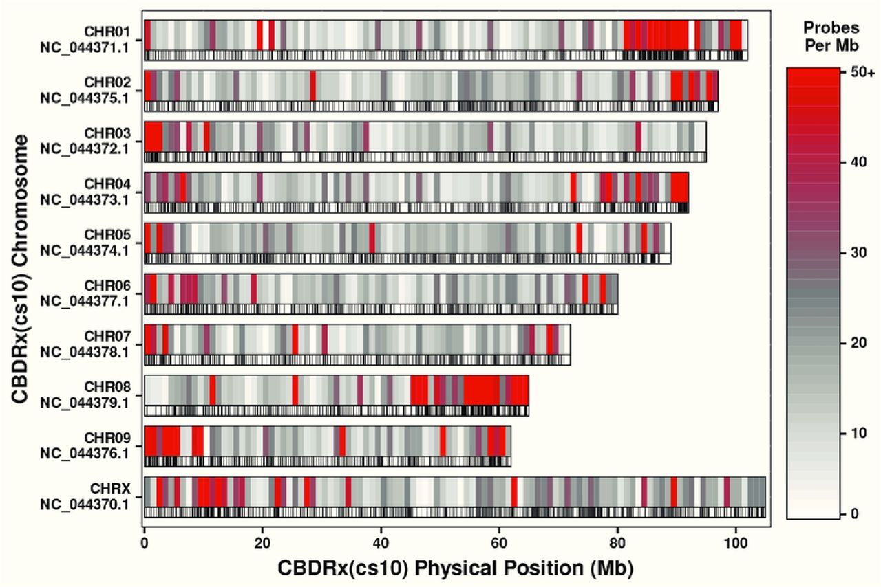 CannSelect v1.0 probe distribution and density per Mb by chromosome when aligned to CBDRx (cs10). For each chromosome, probe density is reflected in two tracks. The top track shows binned probe counts per Mb ranging from 0 (white), 25 (gray), and 50+ (red). The bottom track shows the location of each probe as a tick mark.