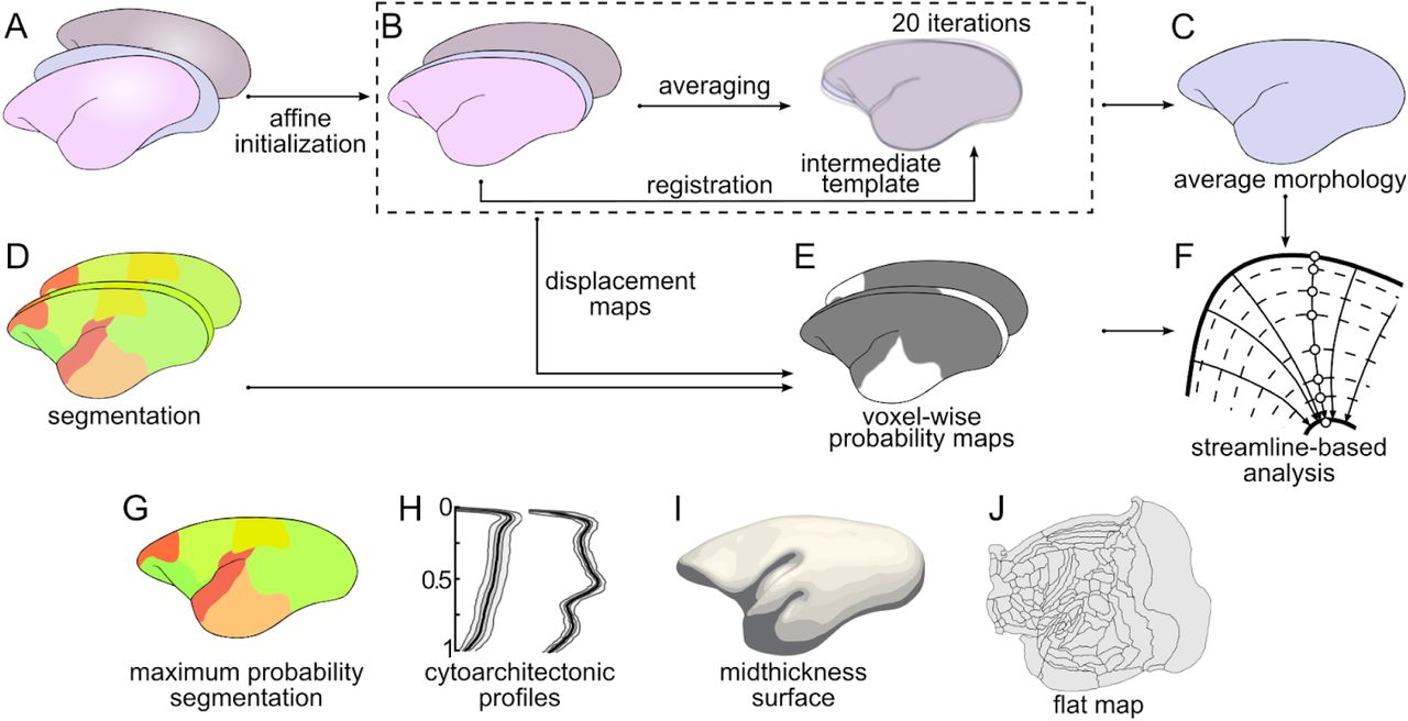 Nencki–Monash template generation pipeline.A: Set of 20 histological volumes constituting the input for the template generation (see Fig. 1B, D). Histological volumes affinely registered to Paxinos et al. (2012) marmoset brain atlas (B) and averaged voxel-wise constitute the starting point for the template generation. Next, 20 iterations of the Symmetric Groupwise Normalization (SyGN, Tustison et al., 2014) procedure are carried out (see text for details) resulting in the average histological volume (C). The segmentations of individual histological volumes (D) obtained using the procedure illustrated in Fig. 1F are transformed and probability maps (E) for each cortical area are calculated. These results allow then for the analyses of various quantities perpendicular to the cortical layers (F, see Fig. 3, and section 2.5 Streamline-based analyses), which resulted in the maximum probability segmentation of the template (G) and the cytoarchitectonic profiles of individual cortical areas (H). The profile-based analysis also provides convenient means to visualize the data related to the template by displaying it against the mid-thickness surface (I) or by projecting onto a flat map (J).