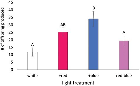 The effect of light treatment on the number of offspring individual aphids produced over 5 days. The 5-day period observed was days 2–6 of the aphid’s reproductive period. Letters represent statistical significance between treatment groups, and those that do not have overlapping letters are different.