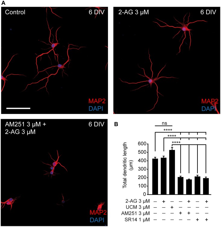 CB1R activity is necessary for dendritic development. (A) 6-DIV hippocampal neurons treated with CB1R antagonists, and/or agonist or treated with the MAGL inhibitor UCM03025. Drugs were first added after plating and treatment was repeated every other day. After 6 days in culture, neurons were stained with MAP2 antibody to detect the somatodendritic domain and DAPI for nuclei. Scale bar = 100 μm. (B) Bar plots representing the mean ± SEM of total dendritic length. Data were acquired from three independent experiments (30 neurons/experimental condition in each experiment). Kruskal-Wallis, Dunn’s multiple comparisons test. Adjusted p values: ****p < 0.0001; ns, non-significant.