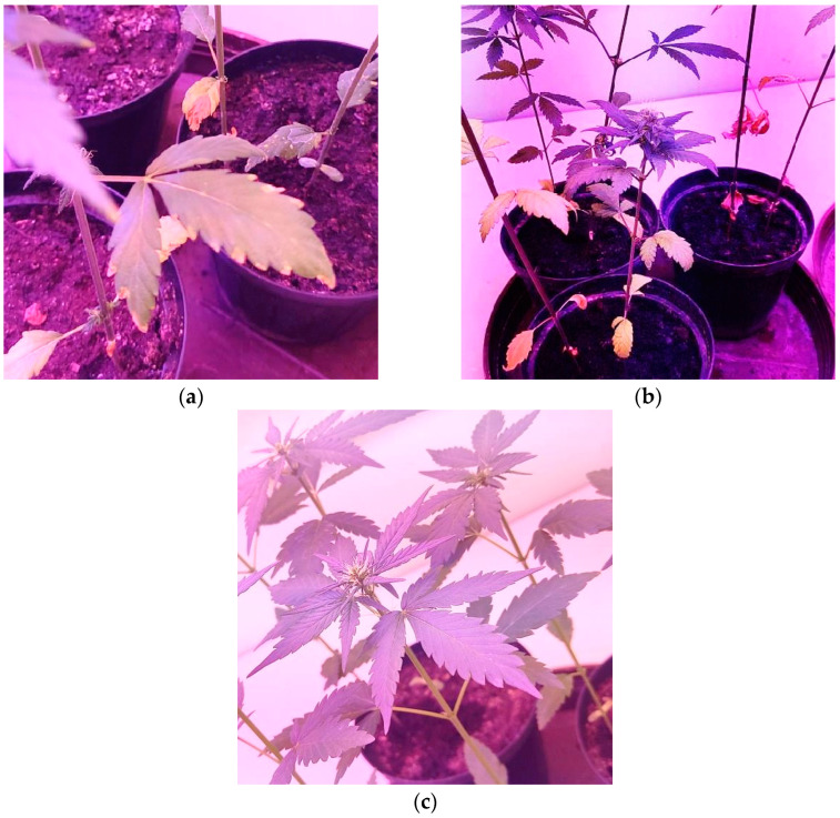 Symptoms of F. oxysporum artificial infection in laboratory conditions (a) Wilt symptoms begin with an upward curing of leaf tips; (b) Wilted leaves dry to a yellow-tan color and hang on the plant without falling off; (c) Control plants.