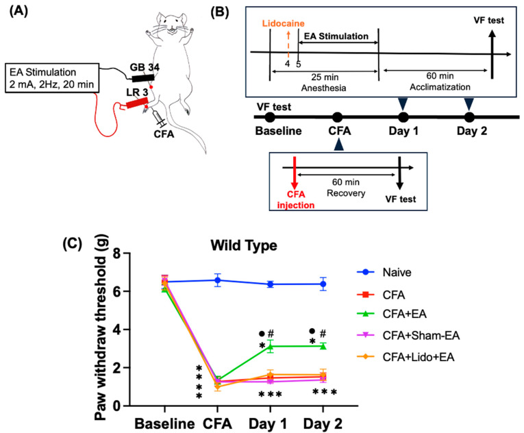EA effectively relieves abnormal mechanical allodynia in the CFA-induced pain model. (A) This picture depicts the location of the acupoints used in the experiment. (B) Schematic flow diagram of EA in wild-type mice. (C) The PWT changes were measured using the von Frey test to assess mechanical allodynia in WT mice. EA was applied on Days 1 and 2, respectively. Mean and standard deviation are used to express the values (n = 6); * p < 0.05 compared with the Naive group; # p < 0.05, compared with the CFA group; ● p < 0.05 compared with the CFA + Lido-EA group. Multiple post hoc comparisons with one-way ANOVA and Bonferroni’s multiple comparisons were used to analyze the data statistically.