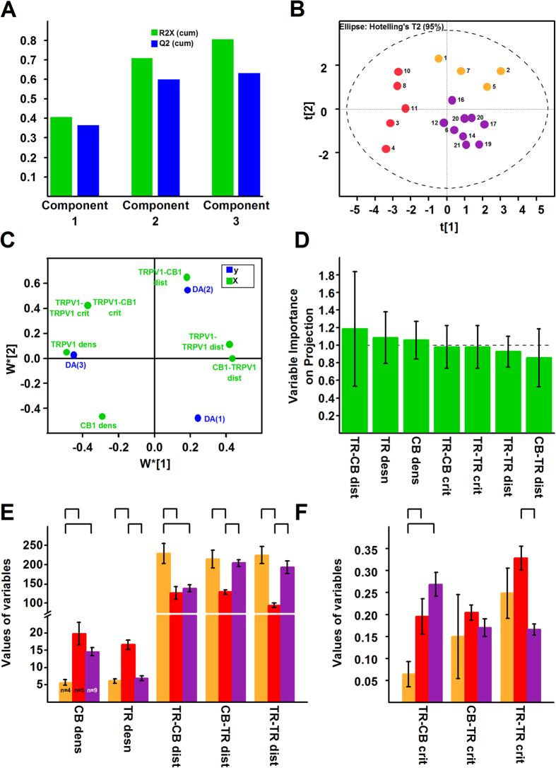 Morphometric analysis of electron microscopic images reveals three types of neurons.(A) Based on results of the multivariate statistical tool principal component analysis (PCA; see Supplementary Figure 11) we built a partial least square discriminant analysis (PLS-DA) model to find classify the groups found by PCA. PLS-DA identified three principal components which together accounted for ~80% of the variability of data. (B) The PLS-DA score plot reveals the presence of well-separated three groups of neurons. (C) The loading plot shows the contribution of the variables to the separation of the three groups. (D) The variable importance on projection plot shows that all variables contributed significantly to the separation of the groups. The contribution of TRPV1-CB1 average distance (TR-CB dist), TRPV1 density (TR dens) and CB1 receptor density (CB dens) is highly significant. TR-CB crit: number of TRPV1-CB receptor critical distances; TR-TR crit: number of TRPV1-TRPV1 critical distances; TR-TR dist: TRPV1-TRPV1 average distance; CB-TR dist: CB1 receptor-TRPV1 average distance. (E,F) Bar charts showing average values of morphometric data of neurons belonging to the three groups shown in (B). Statistical analysis (ANOVA followed by Fischer’s post-hoc test) shows that neurons is Group 1 (yellow) are different from neurons both in Group 2 (red) and 3 (purple) in CB1 receptor density (CB dens), TRPV1 – CB1 receptor average distances (TR-CB dist) and the number of TRPV1 – CB1 receptor critical distances (TR-CB crit). Neurons in Group 2 (red) are different from neurons in Group 3 (purple) mainly in the distribution of TRPV1 (TRPV1 density (TR dens); TRPV1-TRPV1 average distance (TR-TR dist) and the number of TRPV-TRPV1 critical distance (TR-TR crit)). CB1 receptor-TRPV1 average distances (CB-TR dist) are also different between neurons in Group 2 and 3. distribution. The number of CB1 receptor TRPV1 critical distances (CB-TR crit) is not different between the 3 groups.