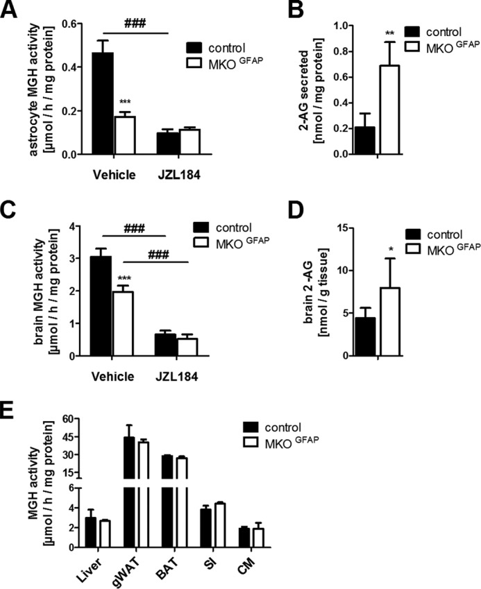 MGH activity and 2-AG levels. In vitro MGH activities of (A) primary astrocytes or (C) whole brain lysates from floxed control and MKOGFAP mice. Activities were determined in presence of vehicle (DMSO) or 1 μm JZL184. ***, p < 0.001; ###, p < 0.001 versus respective vehicle control (analysis of variance, Bonferroni post hoc test) (n = 3). B, 2-AG levels were measured from the medium of astrocyte cultures or (D) from total brain of floxed control and MKOGFAP mice via UPLC-MS (n = 4–6). E, in vitro MGH activities of lysates from peripheral tissues of floxed control and MKOGFAP mice (n = 3). Data are presented as means + S.D. *, p < 0.05; **, p < 0.01; ***, p < 0.001 (Student's t test).