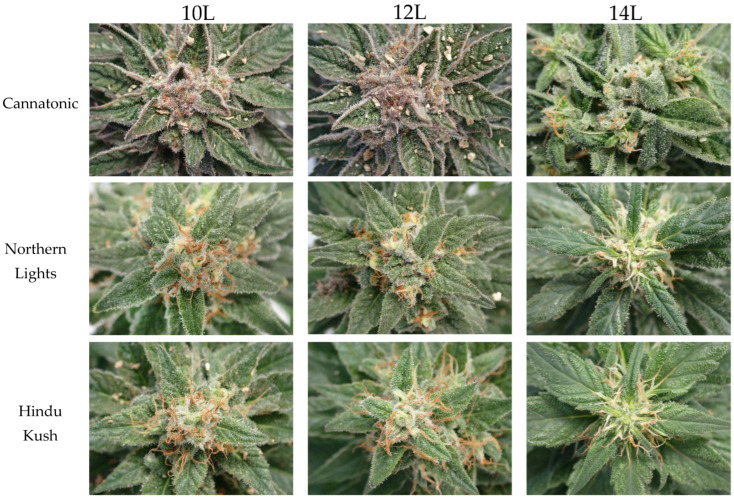 Photographs of the top of the main flowering stem taken at DAC 67 from the three static treatments.