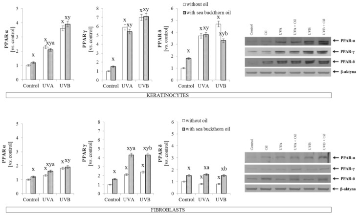 The expression of peroxisome proliferator-activated receptors (PPARα, γ, and δ) in keratinocytes and fibroblasts after exposure to UVA (30 J/cm2 and 20 J/cm2) and UVB radiation (60 mJ/cm2 and 200 mJ/cm2, respectively) and sea buckthorn seeds oil (500 ng/mL) treatment. Mean values ± SD of five independent experiments are presented. x statistically significant differences vs. control group, p < 0.05; y statistically significant differences between UVA/UVB and oil treated groups vs. oil treated control group, p < 0.05; a statistically significant differences between UVA and oil treated group vs. UVA treated group, p < 0.05; b statistically significant differences between UVB and oil treated group vs. UVB treated group, p < 0.05.