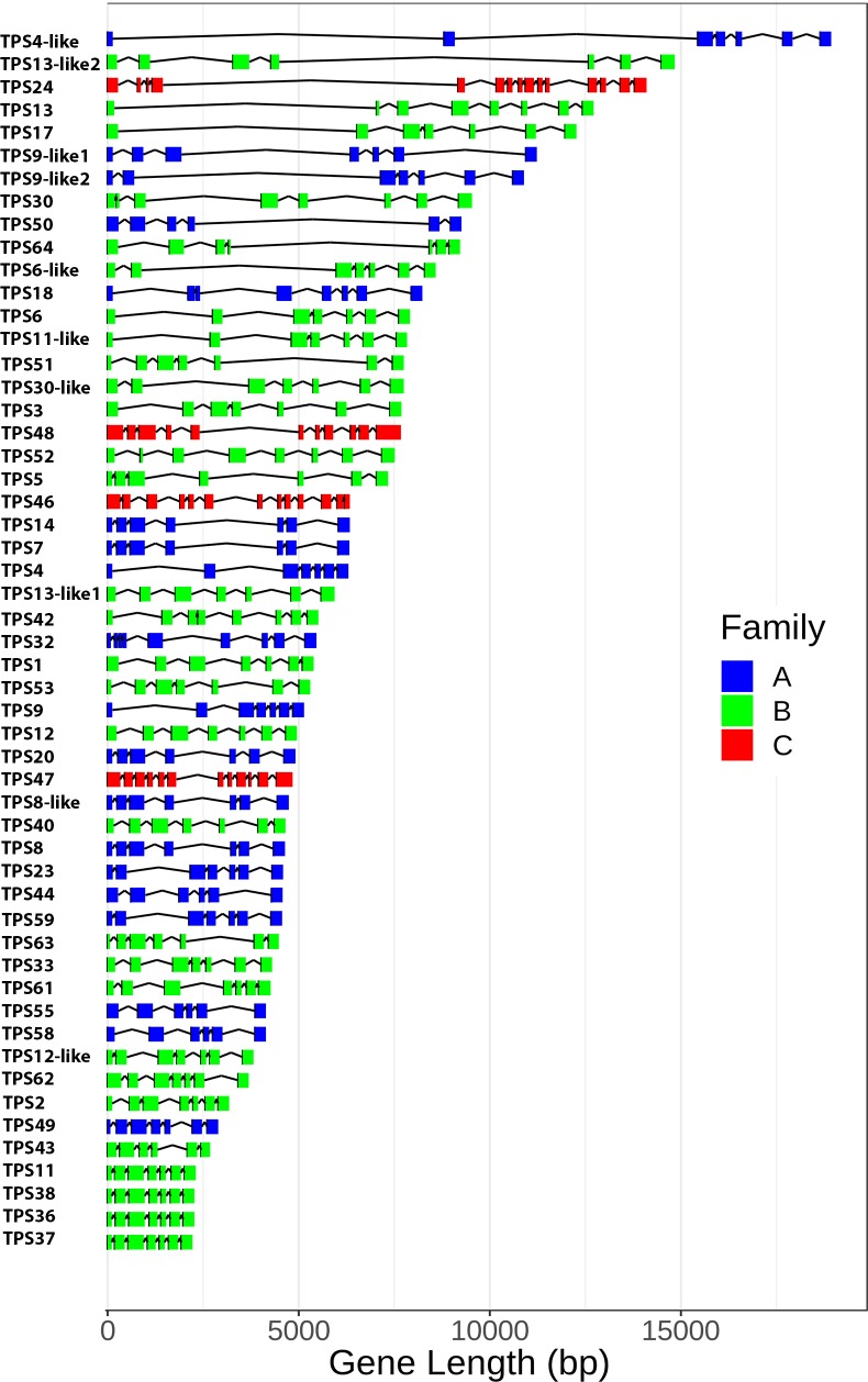 Gene length variation.Gene structure of 55 full length TPS genes. TPS subfamily is indicated by color. A: sesquiterpene synthases, B: monoterpene synthases, C: diterpene synthases.