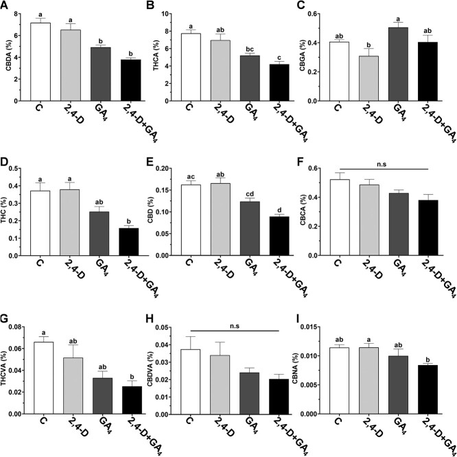 Effect of exogenous hormones on the concentration of major cannabinoids in cannabis plants grown under short-day photoperiod. Cannabinoids were analyzed in 10-cm apical sections of main stem inflorescences. A, CBDA, (B) THCA, (C) CBGA, (D) THC, (E) CBD, (F) CBCA, (G) THCVA, (H) CBDVA, (I) CBNA. Different letters above the bars represent significant differences between treatments by one-way ANOVA, Tukey’s multiple comparisons test, P ≤ 0.05; ns: not significant. Presented data are averages ± SE (n = 3–4). Cannabinoid concentrations were expressed as a percentage of the inflorescence dry weight.