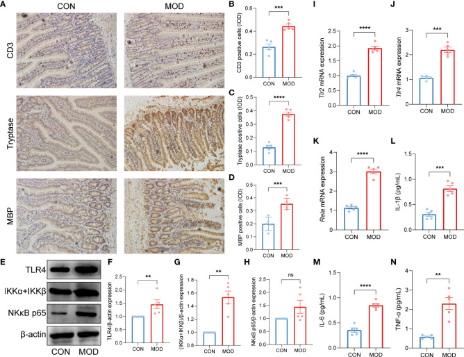 Validation of innate immune cells-mediated TLR2/TLR4-NFκB signaling pathway. (A-D) Duodenal immunohistochemical staining (A) and the relative expression (IOD) of CD3-labeled T lymphocytes (B), tryptase-labeled mast cells (C) and MBP-labeled eosinophils (D) (*** p < 0.001, **** p < 0.0001 by unpaired t test with Welch’s correction). (E-H) The WB bands (E) and scaled normalized protein expressions of TLR4 (F), IKKα + IKKβ (G) and NK-κB p65 (H) (** p < 0.01 by Mann Whitney test, ns indicates not significant). (I-K) The relative mRNA expressions of Tlr2 (I), Tlr4 (J) and Rela (K) (*** p < 0.001, **** p < 0.0001 by unpaired t test with Welch’s correction). (L-N) The plasma contents of proinflammatory cytokines IL-1β (L), IL-6 (M) and TNF-α (N) (IL-1β and IL-6: *** p < 0.001, **** p < 0.0001 by unpaired t test with Welch’s correction; TNF-α: ** p < 0.01 by Mann Whitney test) (n = 5 rats/group).