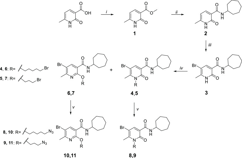 Synthetic Pathway for the Synthesis of the Azido Derivatives 8-11Reagents and conditions: (i) MeOH, H2SO4 96%, 90 °C, 24 h. (ii) cycloheptylamine, 100 °C, 24 h. (iii) Br2, CHCl3, rt, 12 h. (iv) (a) CsF, DMF, rt, 1 h (b) R-bromide, 50 °C, 12 h. (v) NaN3, DMF, 60 °C, 12 h.