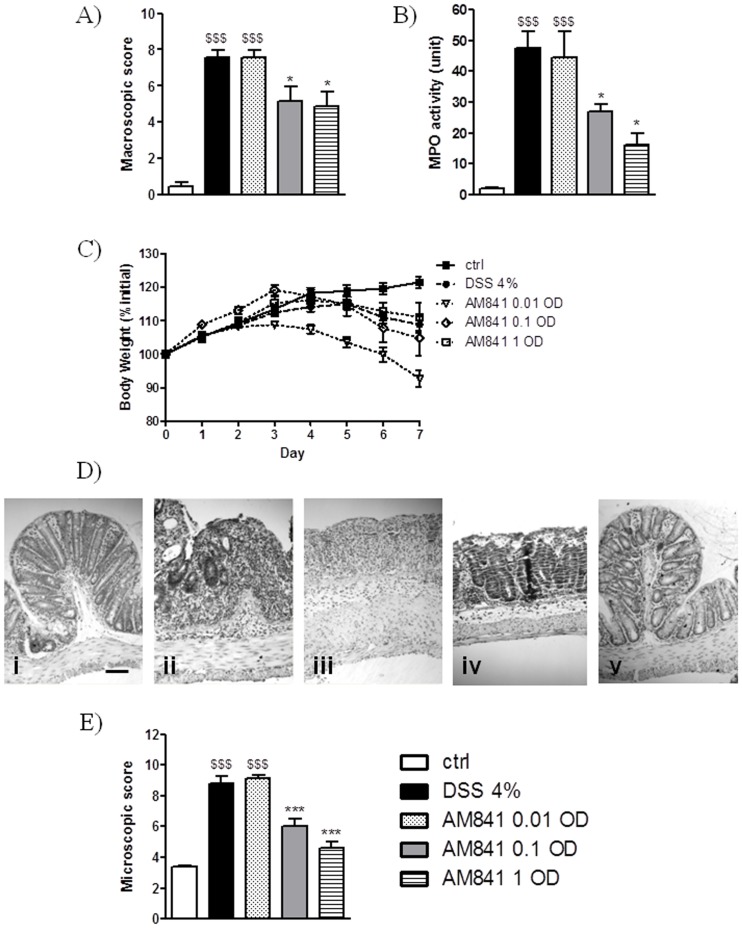 Protective effect of AM841 (0.01, 0.1 and 1 mg/kg, i.p.) injected once daily for 7 days on DSS-induced colitis in mice.Figure shows data for (A) macroscopic score, (B) MPO activity, (C) body weight, (D) representative micrographs for hematoxylin and eosin staining of colon wall sections (i, control; ii, DSS; iii, DSS+AM841 0.01 mg/kg; iv, DSS+AM841 0.1 mg/kg; v, DSS+AM841 1 mg/kg; scale bar = 100 µm) and (E) microscopic score. $$$p<0.001, as compared with control animals. *p<0.05, ***p<0.001, as compared with DSS-treated mice. Data represent means ± SEM, n = 6–8.