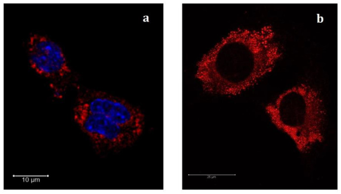 Representative confocal fluorescence images of C2C12 cells exposed to PEA-SLNs-NR (red) during 14 h. SLNs (red channel) and nucleus (blue channel) were stained with Nile Red and DAPI, respectively (a); image obtained with no nuclear stain (b).