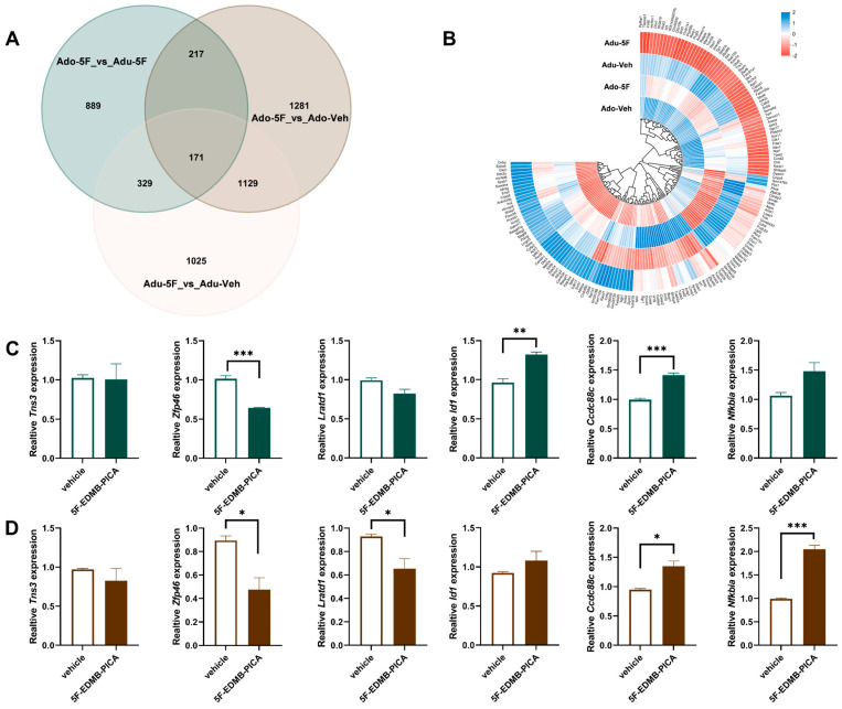 Gene Expression Variations in Adolescent versus Adult Mice Exposed to 5F-EDMB-PICA. (A) Venn diagram was employed to analyze the gene set distributions across distinct experimental groups. (B) Heatmap illustration of transcriptional changes in 171 overlapping genes, comparing adolescent and adult mice treated with 5F-EDMB-PICA or the corresponding vehicle. In the adolescent (C) and adult (D) mice groups, 5F-EDMB-PICA (2 mg/kg, i.p.) and vehicle control were administered to distinct subgroups, respectively. A two-hour interval following treatment elapsed before hippocampal tissues were harvested; subsequently, the expression of specific target genes in these tissues was measured via qRT-PCR. Data assessments were conducted in accordance with the protocol detailed in Section 4.9. All data are presented as mean ± SEM. * p < 0.05, ** p < 0.01, *** p < 0.001 (n = 3 per group).