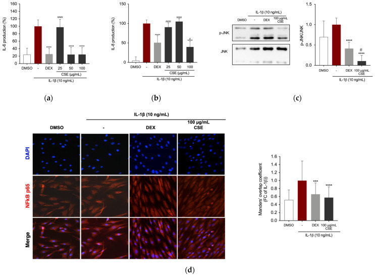 Effect of CSE on IL-1β-induced inflammatory mediators in C-20/A4 cells. (a) IL-6 and (b) IL-8 production in the supernatant of C-20/A4 cells after 24 h of stimulation. (c) JNK phosphorylation levels after 1 h of stimulation, measured by Western blotting. Band intensities were normalized to the non-phosphorylated form. (d) NF-κB p65 localization visualized after 1 h of IL-1β stimulation, stained for NF-κB (red) and DAPI (blue) at 40× magnification. The bar graph quantifies NF-κB p65 co-localization with DAPI using Manders’ coefficient. *** p = 0.0001 and **** p < 0.0001 (vs. IL-1β); # p ≤ 0.0438 and #### p < 0.0001 (vs. DEX).