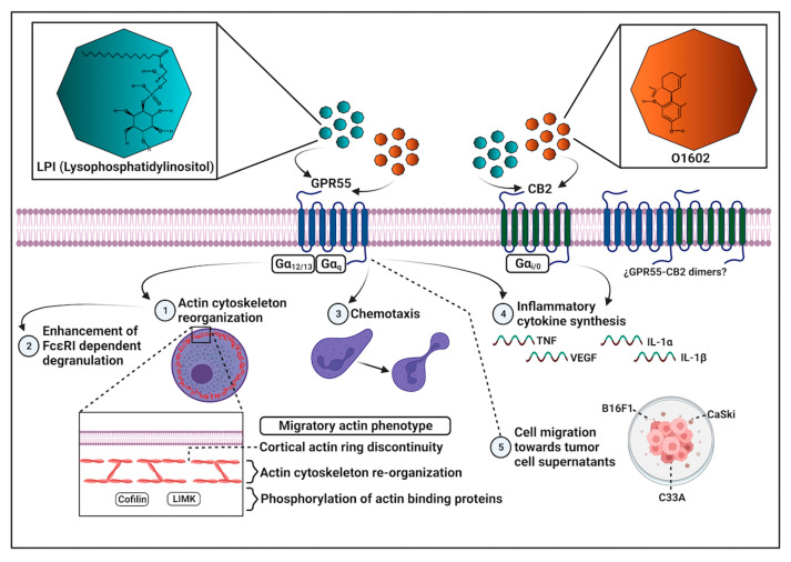 Overview of main LPI effects on chemotaxis, cytoskeletal rearrangements, and cytokine mRNA production in BMMCs. LPI promotes chemotaxis and changes in the actin cytoskeleton dynamics in BMMCs through GPR55 receptor activation, whereas its actions on cytokine mRNA accumulation partially require the participation of CB2 receptors. LPI also increases degranulation triggered by FcεRI. The GPR55 receptor is involved in BMMC migration to tumor cell-conditioned media. GPR55 agonist O1602 promotes chemotaxis and cytokine mRNA accumulation, but the latter effect is dependent on CB2 receptors.
