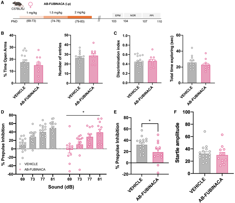 AB-FUBINACA treatment during adulthood alters sensorimotor gating, but neither anxiety-like behavior nor memory, in female mice(A) Schematic representation of experimental design.(B–F) Effects of adult exposure to AB-FUBINACA (PND 69–73: 1 mg/kg, PND 74–78: 1.5 mg/kg, and PND 79–83: 2 mg/kg) or vehicle in anxiety-like behavior in the EPM (B), memory in the NOR (C), and sensorimotor gating (D, E, F) in female mice (n = 10–17 mice per group). Percentage of time spent in the open arm and total number of entries are shown for the EPM, the discrimination index and total time of exploration are represented for the NOR. Percentage of prepulse inhibition (D), mean of the percentage of prepulse inhibition (E), and startle response amplitude (F) are also shown. Data are expressed as mean ± SEM. ∗p < 0.05 (comparison between AB-FUBINACA and vehicle group; two-way ANOVA with repeated measures, treatment (D); Student’s t test (E). PND postnatal day, EPM elevated plus maze, NOR novel object recognition, PPI prepulse inhibition test, dB decibels.