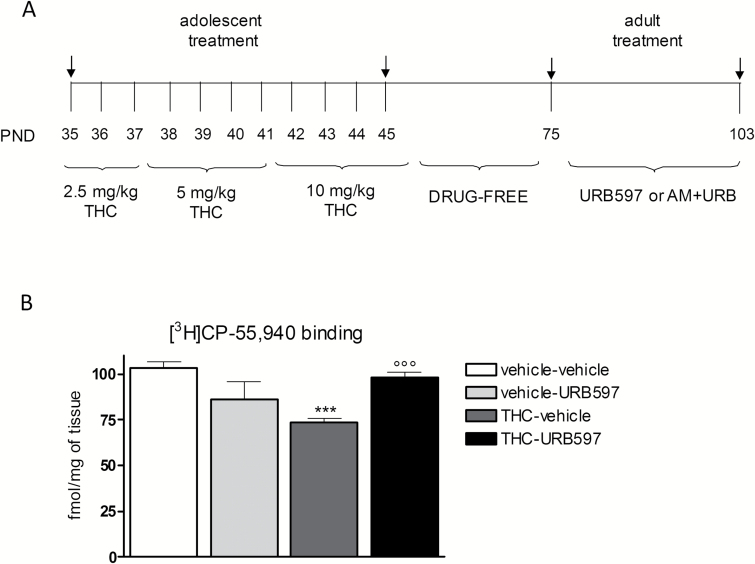 (A) Treatment schedule: see Materials and Methods. AM: AM251; PND: postnatal day. (B) In the prefrontal cortex (PFC), adolescent Δ9-tetrahydrocannabinol (THC) exposure significantly reduced CB1 receptor density compared with controls. Chronic URB597 treatment completely restored CB1 receptor expression in THC-pretreated animals. Data are expressed as mean±SEM of n=4 rats/group (for each rat we considered the mean of 3 sections) and were analyzed by 2-way ANOVA followed by Tukey’s posthoc test. ***P<.001 vs vehicle; °P<.05 vs THC.