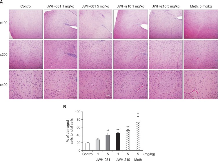 Effects of JWH-081, JWH-210, and methamphetamine in nucleus accumbens. (A) Representative photomicrographs of the nucleus accumbens were shown. Brain sections taken after 5 times injection of every other day were stained with H&E and observed using a bright-field microscope. Pyknotic nucleus and low hematoxilin affinity were observed in methamphetamine and high dosage of JWH treated groups. (B) The ratio of damaged cells containing pyknotic or condensed nuclei and low hematoxilin affinity to total cells were calculated in nucleus accumbens. Each value represents the mean ± SEM (n=3). *p<0.05, **p<0.01, compared to control.