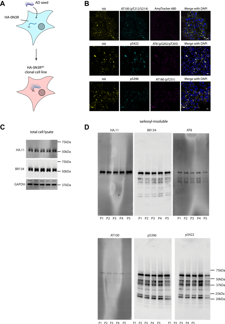 HA-0N3RADHEK293 cells propagate AD-brain-derived tau seeds. A, diagram depicting HEK293 cell line expressing HA-0N3R, which has been clonally selected to retain AD-seeded aggregates (HA-0N3RAD). B, representative immunofluorescent images of HA-0N3RAD cells at passage 4 (P4), probing with phosphorylation-specific antibodies: AT180, AT8, AT100, pS396, and pS422, and with an amyloid-specific dye, Amytracker 680. sb = 10 μm. C, immunoblot of total cell lysate HA-0N3RAD cells over multiple passages. D, immunoblot of the HA-0N3RAD cells over multiple passages using a C-terminal tau antibody (BR134), anti-HA antibody, and phosphorylation-specific antibodies: AT8. AT100, pS396, pS422. Sarkosyl-insoluble extract from approximately 300,000 cells was loaded into each lane.