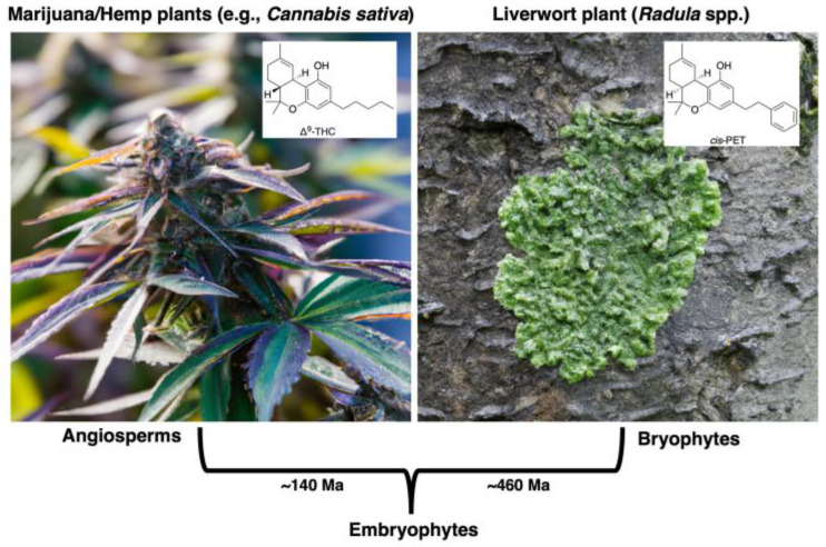 Convergent evolution between angiosperms (e.g., Cannabis sativa) and bryophytes (e.g., Radula perrottetii) is observed among natural secondary metabolites possessing the TBP scaffold: Δ9-THC from marijuana/hemp and cis-PET from liverwort. Plant images generated with the assistance of artificial intelligence (AI) via OpenAI’s DALL·E image modeling program—https://openai.com/dall-e-2 (accessed on 6 October 2024).