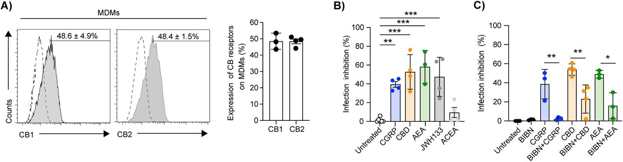 CBD, AEA, JWH133 and CGRP inhibit MDMs infection with HIV-1 R5.(A) Representative flow cytometry overlay histograms showing CB1 and CB2 surface expression in MDMs. Numbers and graph show mean±SD percentages of CB1+ or CB2+ MDMs. (B, C) MDMs were left untreated or pre-treated for 24h with CBD, AEA, JWH133, ACEA or CGRP (10-6M). The CGRP receptor antagonist BIBN (10-6M) was added 15 min before addition of agonists. The cells were then washed, pulsed with HIV-1 R5 ADA for 4h, washed again, and HIV-1 content in the culture supernatants was evaluated at 7 dpi by p24 ELISA. Graphs show mean±SD percentages of HIV-1 infection inhibition, normalized against untreated cells serving as set point. In all graphs, dots denote different experiments using cells prepared from different human donors; *p<0.05, **p<0.005 and ***p<0.0005, Student’s t-test.