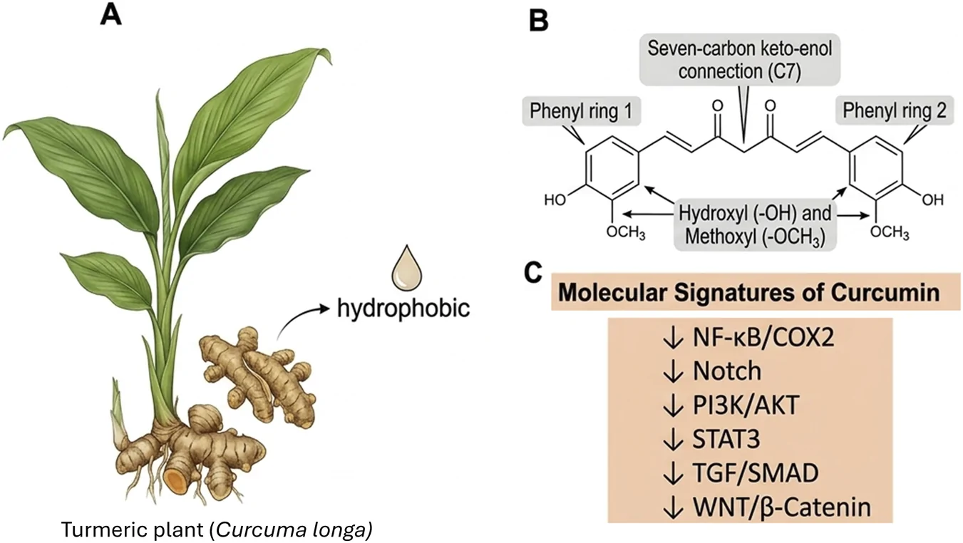 Illustration shows three panels labeled A, B, and C. Panel A depicts a turmeric plant with root and labeled hydrophobic property. Panel B presents curcumin’s molecular structure, highlighting two phenyl rings, seven-carbon keto-enol connection, and hydroxyl and methoxy groups. Panel C lists curcumin’s molecular signatures, noting decreased NF-κB/COX2, Notch, PI3K/AKT, STAT3, TGF/SMAD, and WNT/β-Catenin signaling pathways.