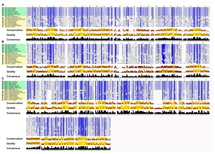 Alignment of multiple sequences of the functional orthologs of cannabinoid receptors (CB1, CB2, TRPV1) of 15 different species generated by Tcoffell. The refinements were carried out with the Jalview software. For better comparability, all sequences were shortened to emphasize the conserved domains. The highlighted boxes represent a preserved pattern and the intensity of the blue color is related to the degree of conservation. In addition, the conservation, quality (yellow to brown bars) and consensus (black bars) sequences are shown. (A) Alignment of functional orthologs of the CB1 receptor. (B) Alignment of functional orthologs of the CB2 receptor. (C) Alignment of functional orthologs of the TRPV1 receptor.